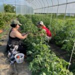 Kim (L) and Meg (R) trellising tomatoes in the high tunnel. These tomatoes are pruned to a single leader and clipped to the string
