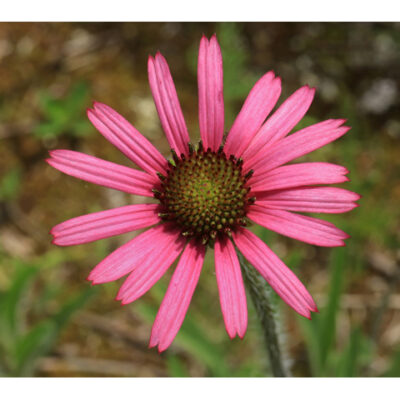Echinacea tennesseensis, Tennessee coneflower