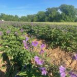 Happy potato plants! We hilled the potatoes just in time. Now they are flowering and looking pretty.