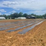 ten more beds for our second planting of tomatoes, okra and squash