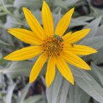 Maximilian sunflower, part of our native plants sale