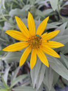 Maximilian sunflower, part of our native plants sale