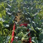 Lots of millet growing in our broccoli