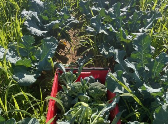 Spring Broccoli Trials and Where Did All the Grass Come From?