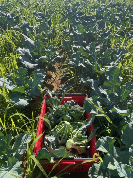 Spring Broccoli Trials and Where Did All the Grass Come From?