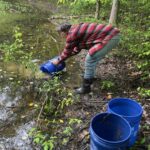 Josephine trying to save some salamanders and other amphibians as our pond dries up earlier than it typically does.