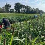 Folks out working hard harvesting cabbage.