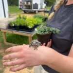 A little toad getting a hand up. Found in the greenhouse by Meg and set out to freedom.