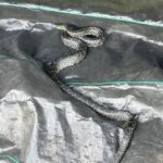 A beautiful speckled king snake