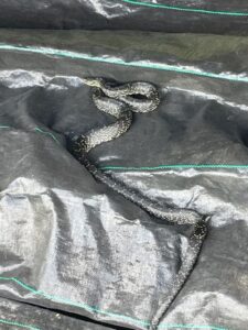 A beautiful speckled king snake