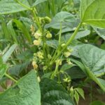 Spring bush beans are looking good
