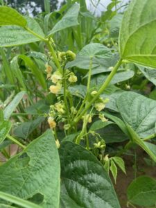 Spring bush beans are looking good
