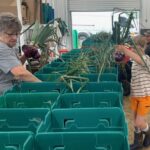 Family day working in the pack house. Cooper (R) putting onions in the CSA with Grammy C (Connie, on the left) and Randy in the background.