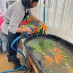 Robin spraying the mud off of the first carrots of the year.
