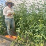 Josephine starting the tomato harvest in the high tunnel