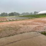 Just a bit of afternoon rain. It rained real hard for about 15 minutes. You can see it filling up the pathways in the field.