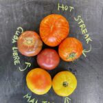 Some of our special tomatoes starting top going clockwise Hot Streak, Mai Tai and Cuba Libre
