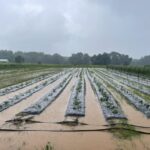 So much rain lately, even our raised beds are almost under water
