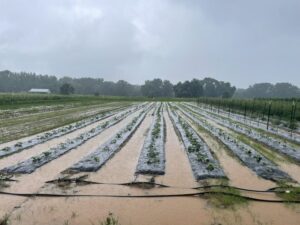 So much rain lately, even our raised beds are almost under water