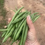 A handful of fresh green beans