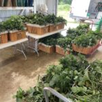 That is almost two-thirds of the bean plants we brought is from the field