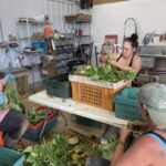 Kayla (L), Raquel (C) and Kim (R) busy picking green beans. We find it easier to bring the whole plant in and harvest the beans