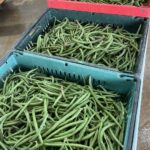 Green beans, so many green beans