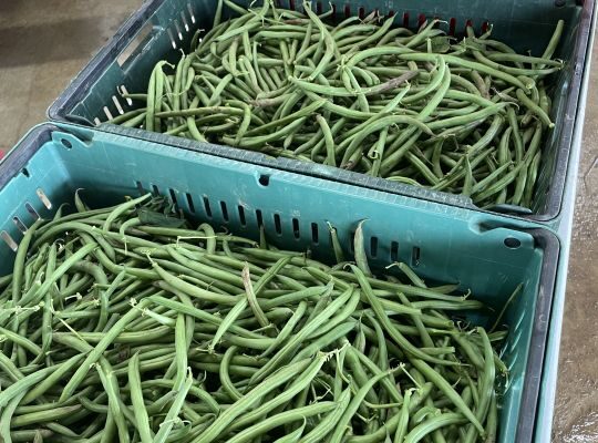 Green Beans and Rain