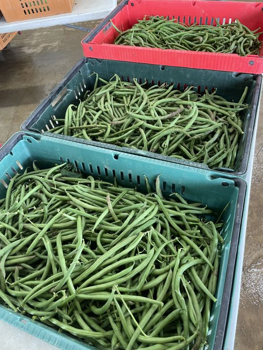 Green Beans and Rain