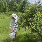 Cooper picking blueberries.
