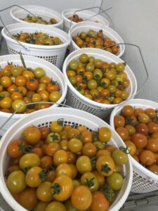 Buckets of Sungold tomatoes, it's tomato season!