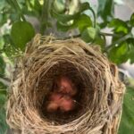 Baby birds in the pepper plants