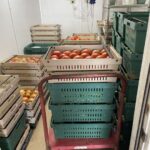 The tomato room is rapidly filling up.