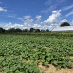 Butternut squash in the foreground. It is all mulched and the vines are looking good. First round of tomatoes in the background.