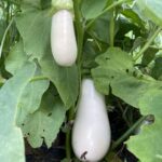 A couple white egg plants, one immature (top) not ready to be picked and the lower one is ready