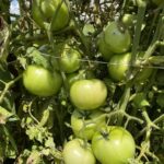 These are our first of four rounds of field tomatoes. They are looking pretty good