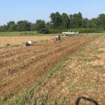 The crew out picking the last of the potatoes
