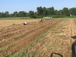 The crew out picking the last of the potatoes