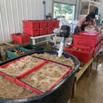 Robin bubbling and cleaning potatoes