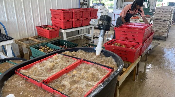 Potatoes go Bumper, Carrots go Bust