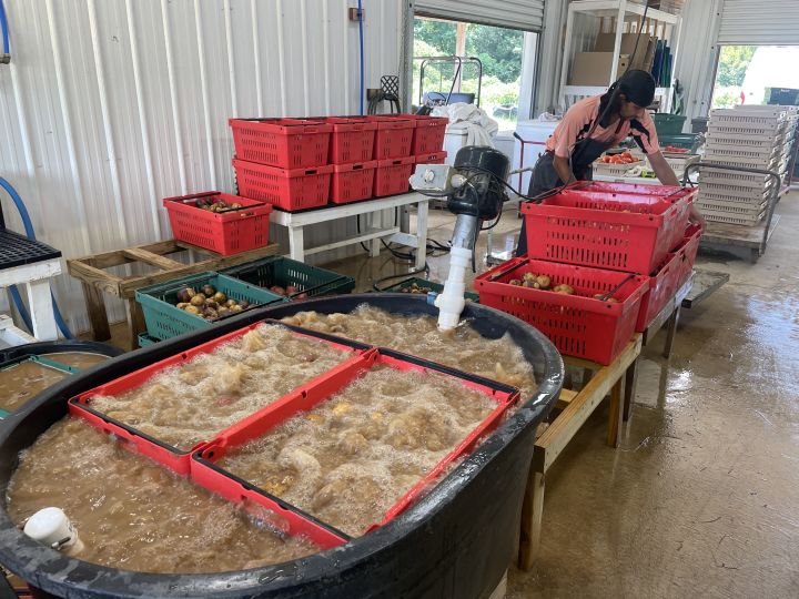 Potatoes go Bumper, Carrots go Bust