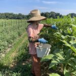 Katherine in full okra picking gear