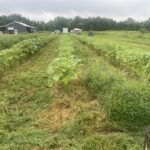 Mowing down the squash beds in between the beds of okra