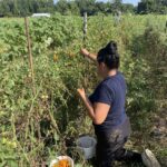 Raquel picking sungold tomatoes.