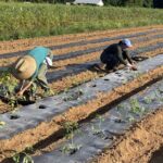 Katherine and Shelby planting our last round of tomatoes