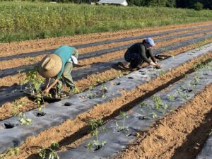 Katherine and Shelby planting our last round of tomatoes