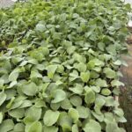 Assorted seedlings in the green house almost ready to plant