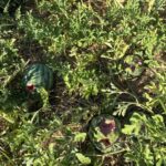 Crows got to the watermelons. We will need more/new crow scaring techniques next year
