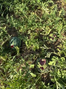 Crows got to the watermelons. We will need more/new crow scaring techniques next year