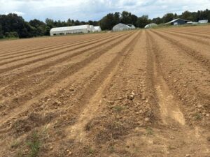 Dry, dry, dry! We are still waiting for rain on these spring beds